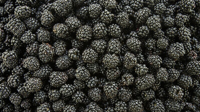 Close-up of Blackberries — Black