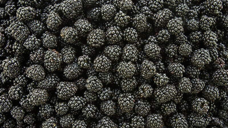 close-up of blackberries
