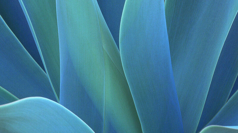 Close-up of Blue Agave Leaves