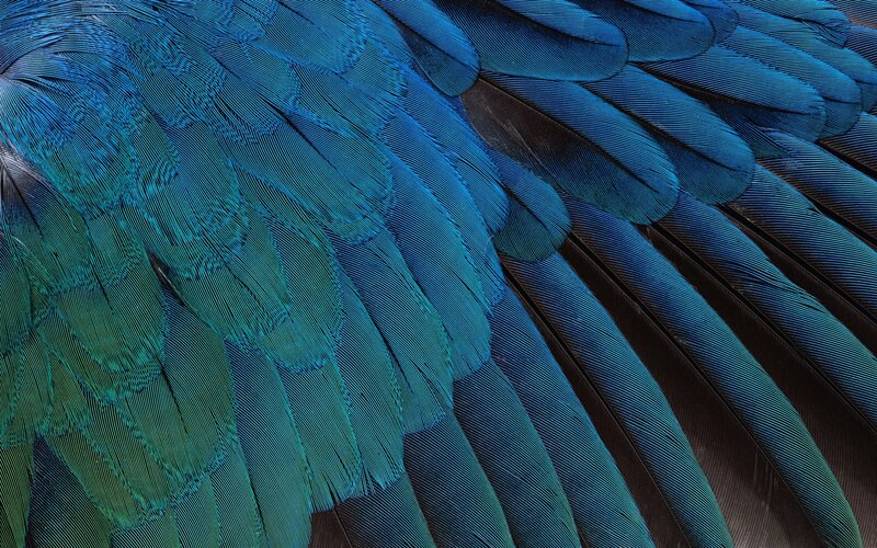 close-up of blue bird feathers