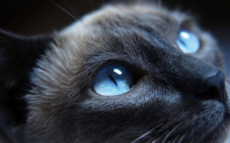 close-up of blue-eyed cat