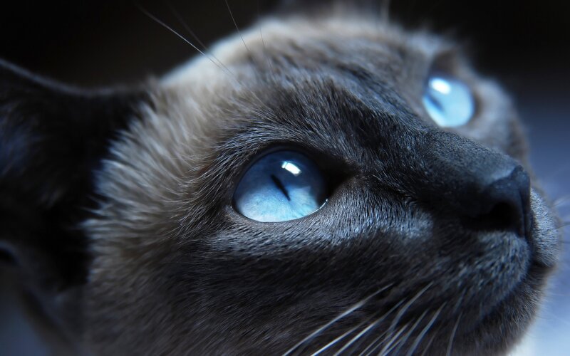 close-up of blue-eyed cat