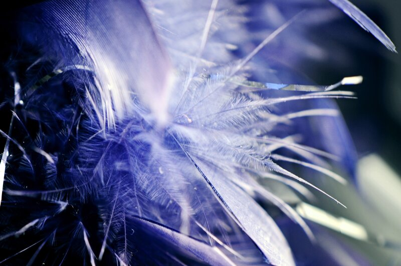 Close-up of blue feathers