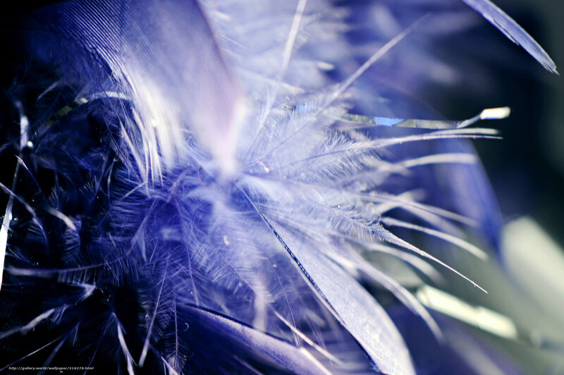Close-up of blue feathers