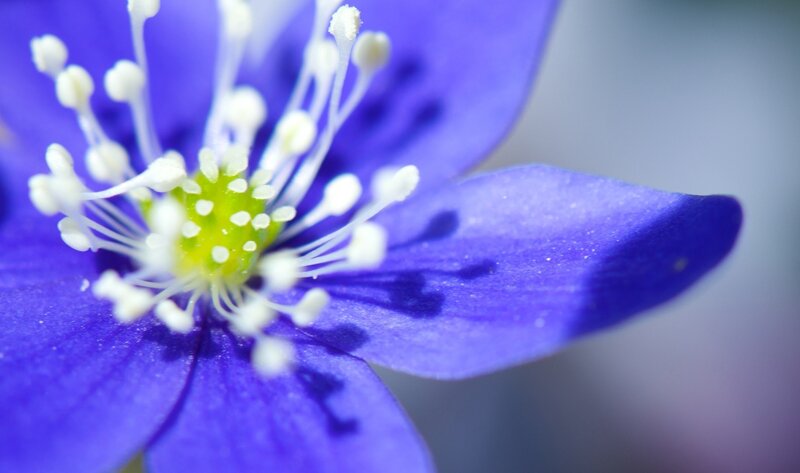 Close-up of Blue Flower — Calm, Spring