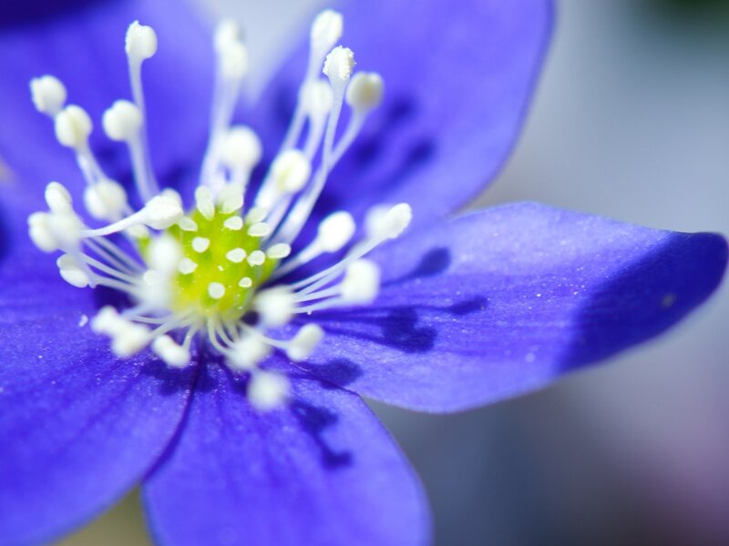 Close-up of Blue Flower — Calm