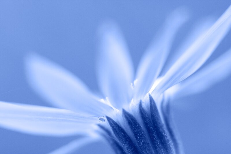 Close-up of Blue Flower — Serene, Photograph