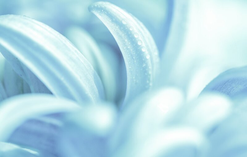 Close-up of Blue Flower — Serene