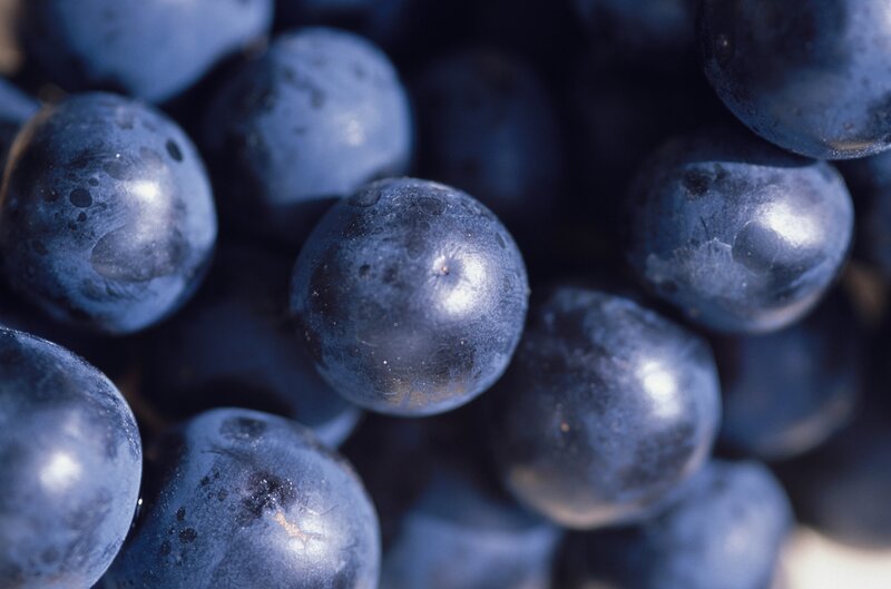 Close-up of Blue Grapes — Natural