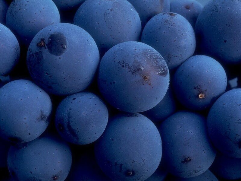 close-up of blue grapes