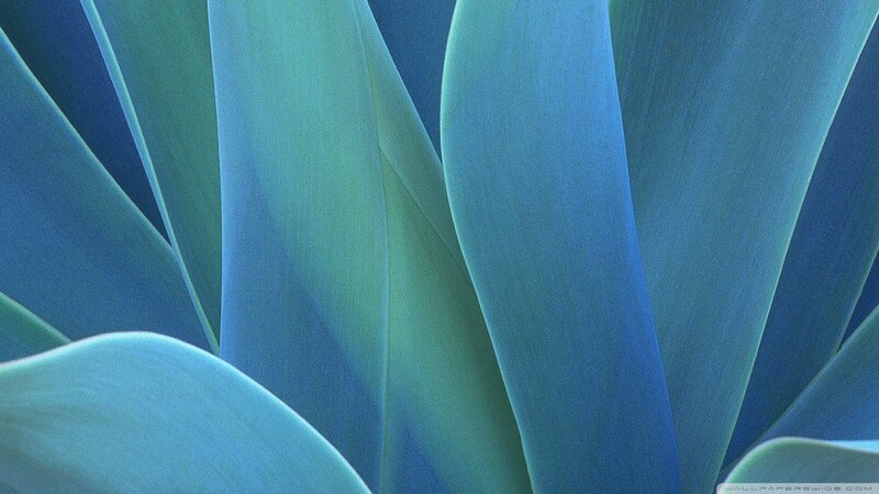 Close-up of Blue-green Leaves