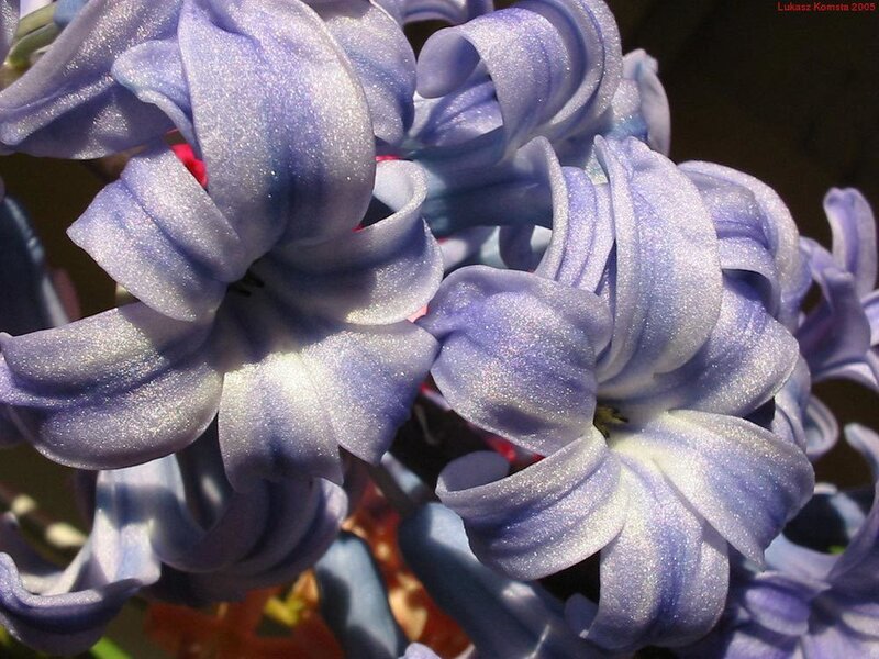 Close-up of blue hyacinth flowers