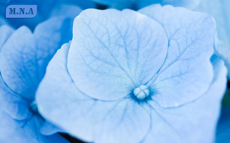 Close-up of blue hydrangea flower