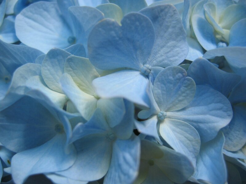 Close-up of blue hydrangea flowers