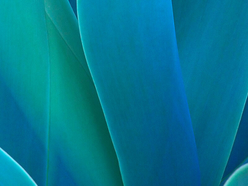 Close-up of Blue Leaves
