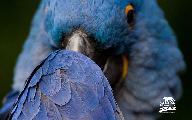 Close-up of blue parrot