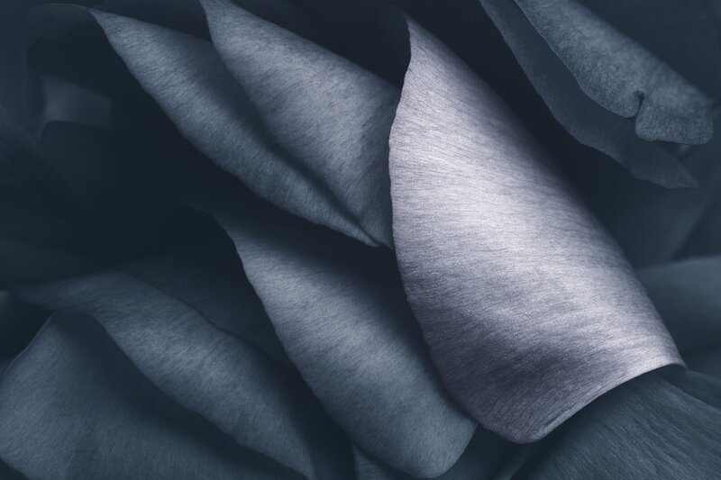 Close-up of Blue Rose Petals