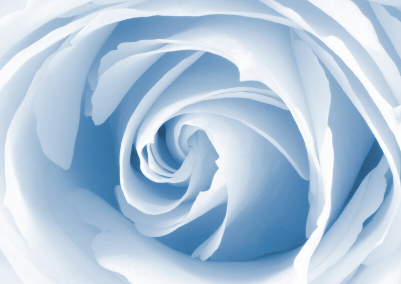 Close-up of Blue Rose