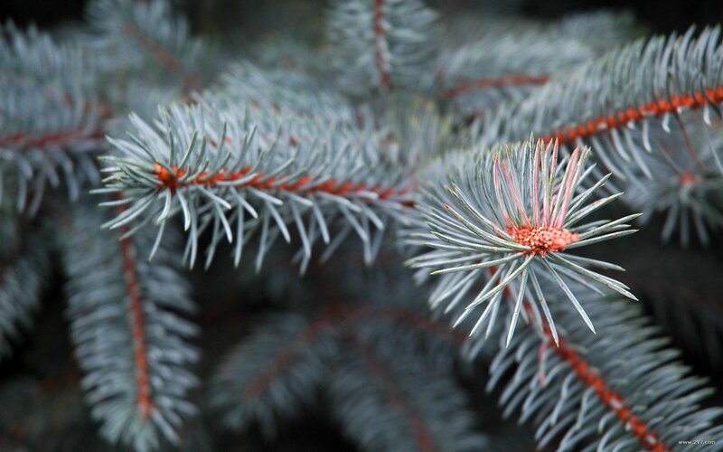 Close-up of blue spruce branches