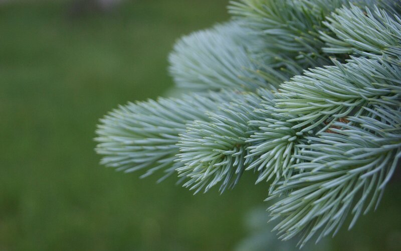 Close-up of blue spruce needles