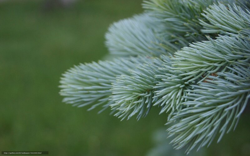 Close-up of blue spruce needles