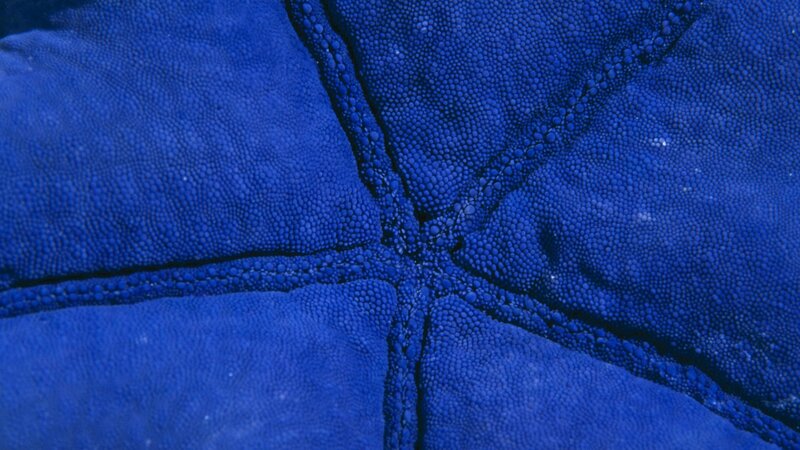 Close-up of blue starfish texture