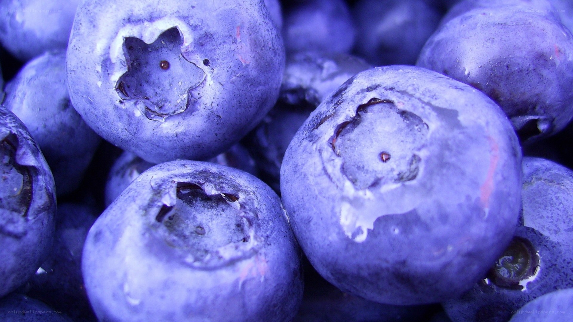 Close-up of blueberries
