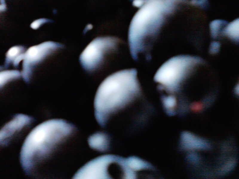 Close-up of Blueberries — Black