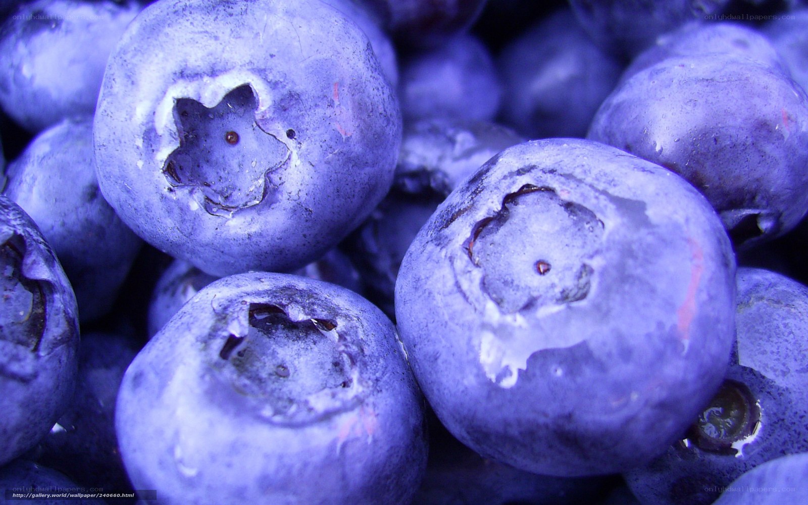Close-up of blueberries