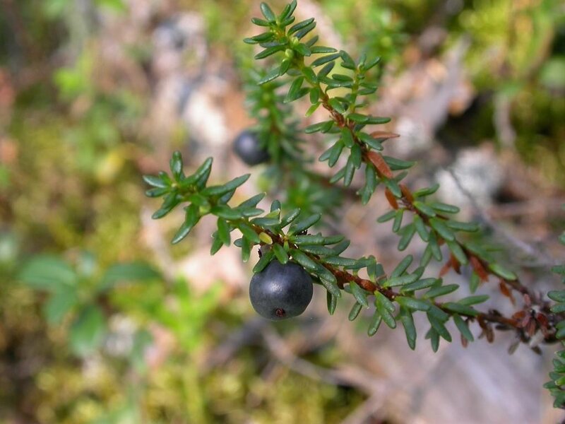 Close-up of blueberry bush