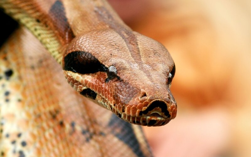 Close-up of Boa Constrictor — Brown