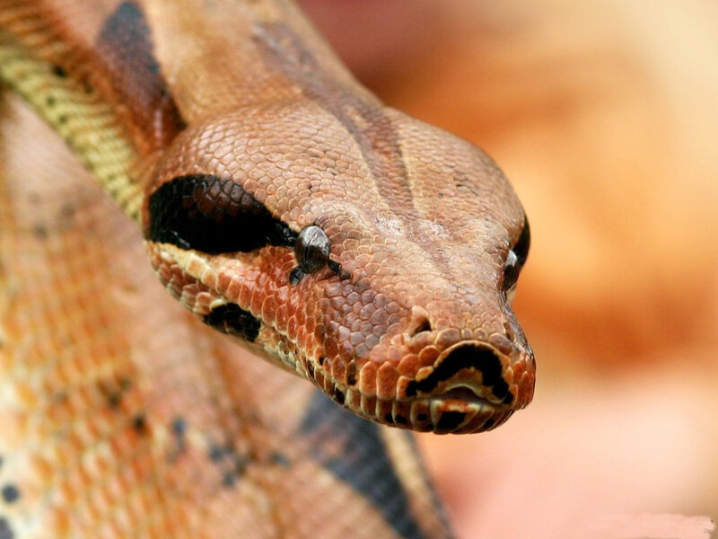 Close-up of Boa Constrictor Head