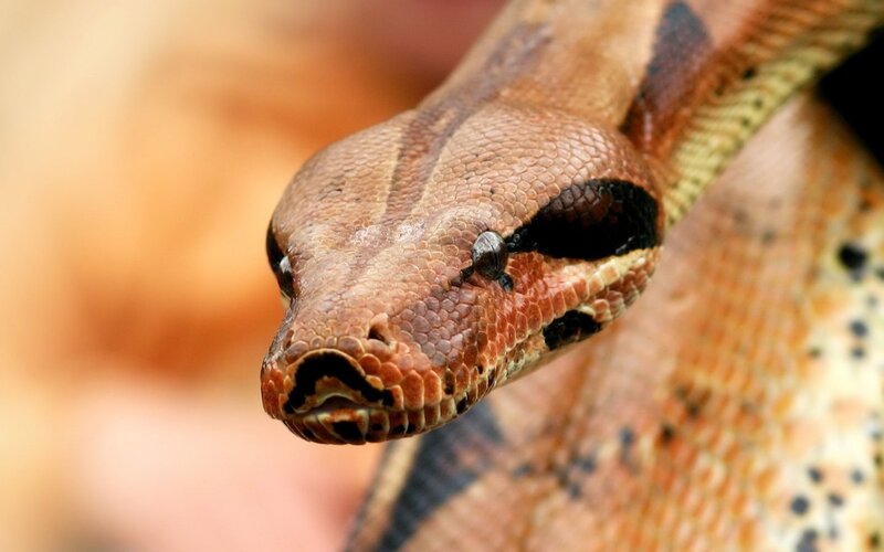 Close-up of Boa Constrictor