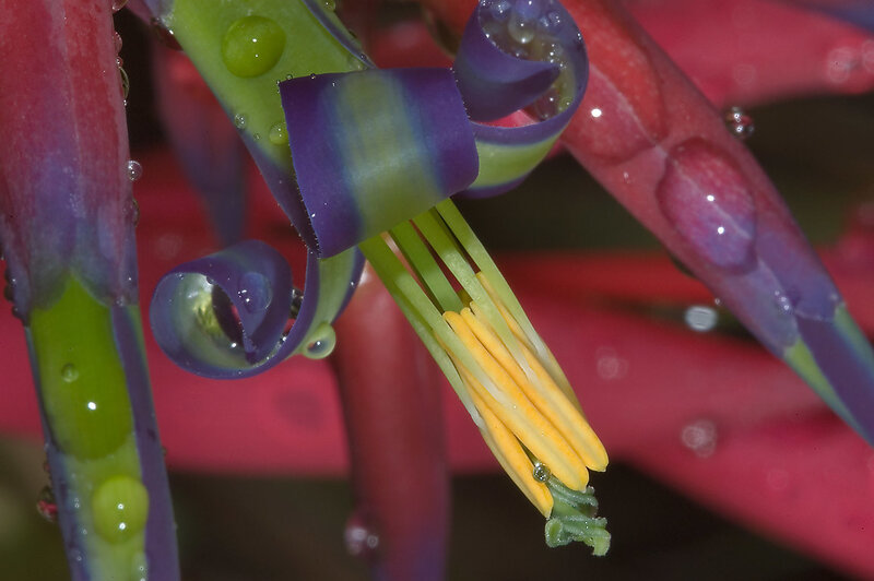 Close-up of Bromeliad Flower