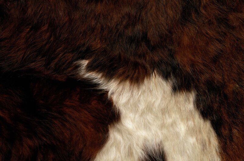 close-up of brown and white fur
