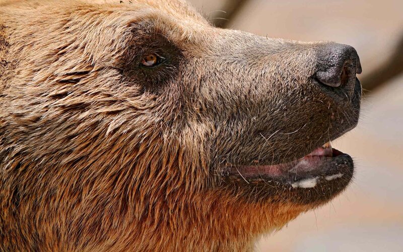close-up of brown bear face