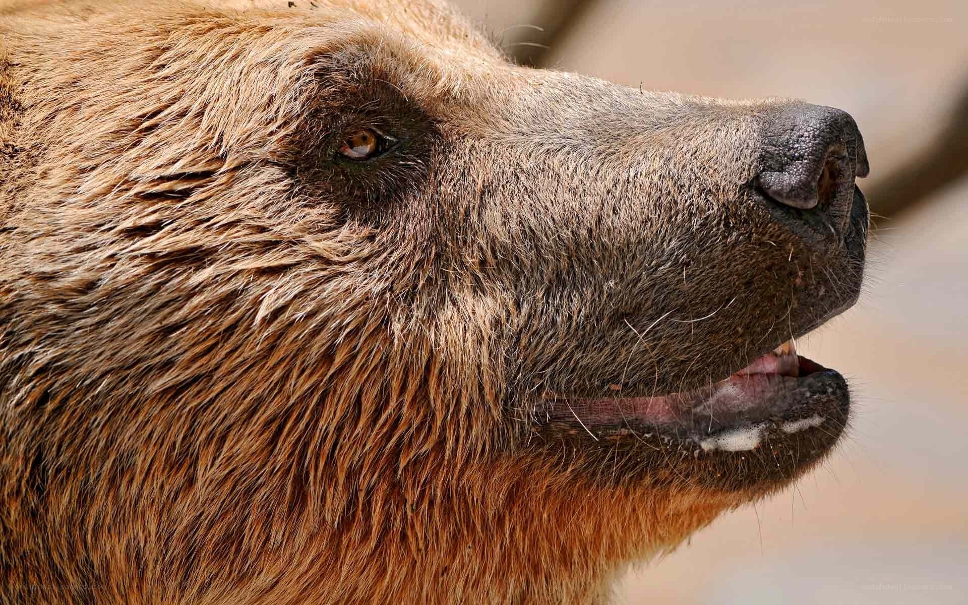 close-up of brown bear face