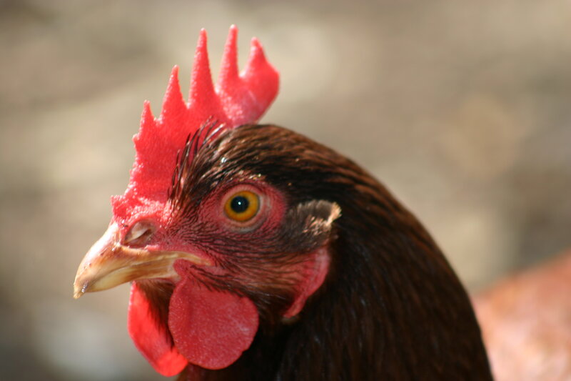 Close-up of Brown Chicken
