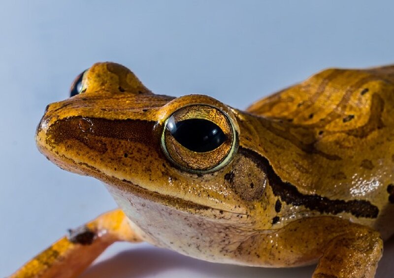 Close-up of Brown Frog