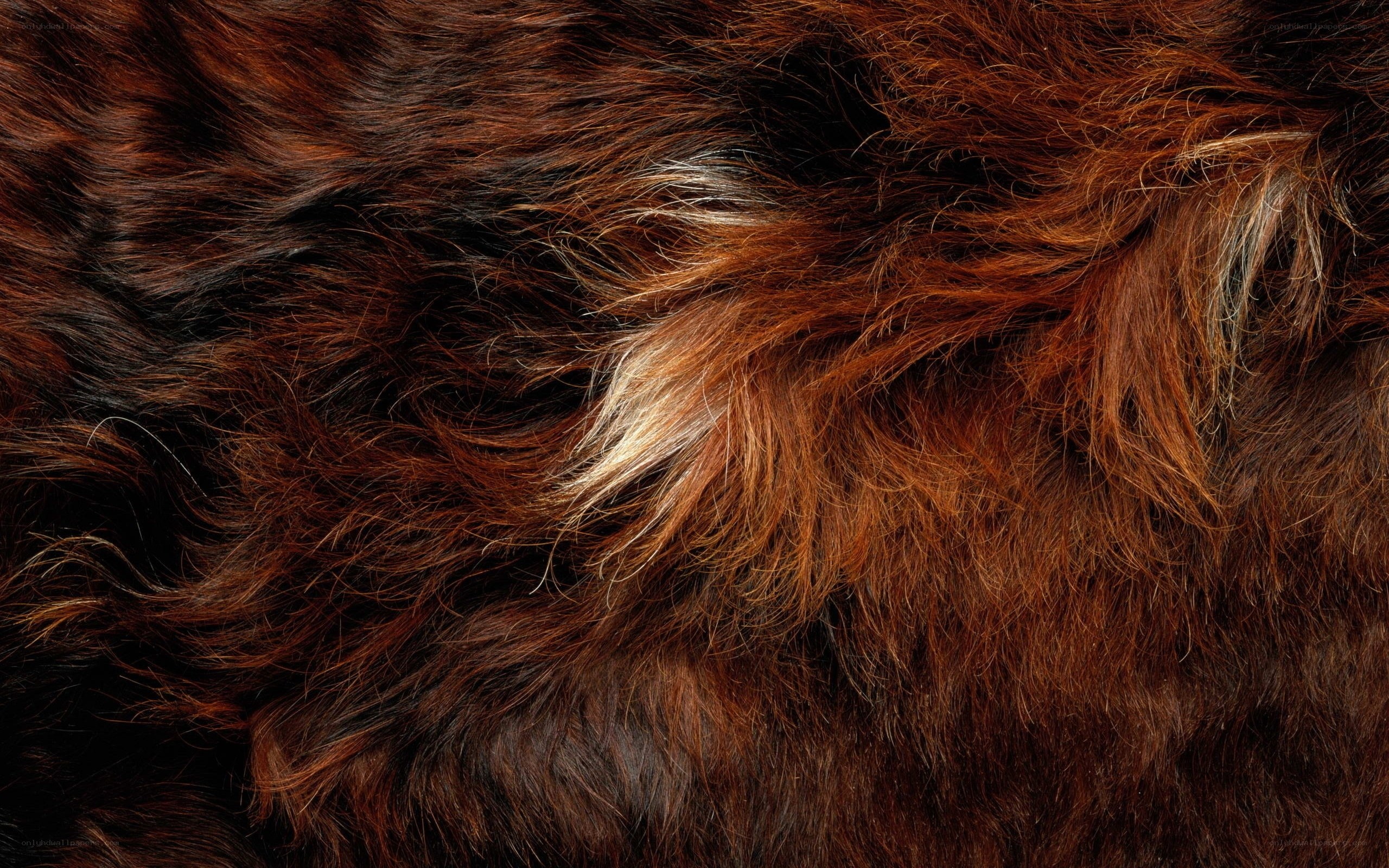 close-up of brown fur
