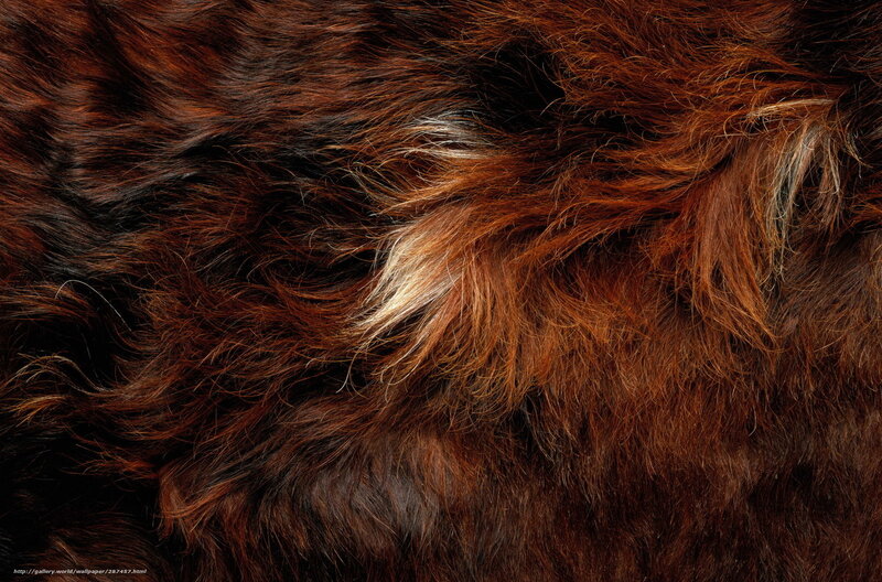 close-up of brown fur