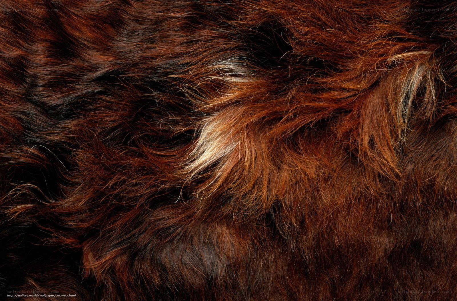 close-up of brown fur