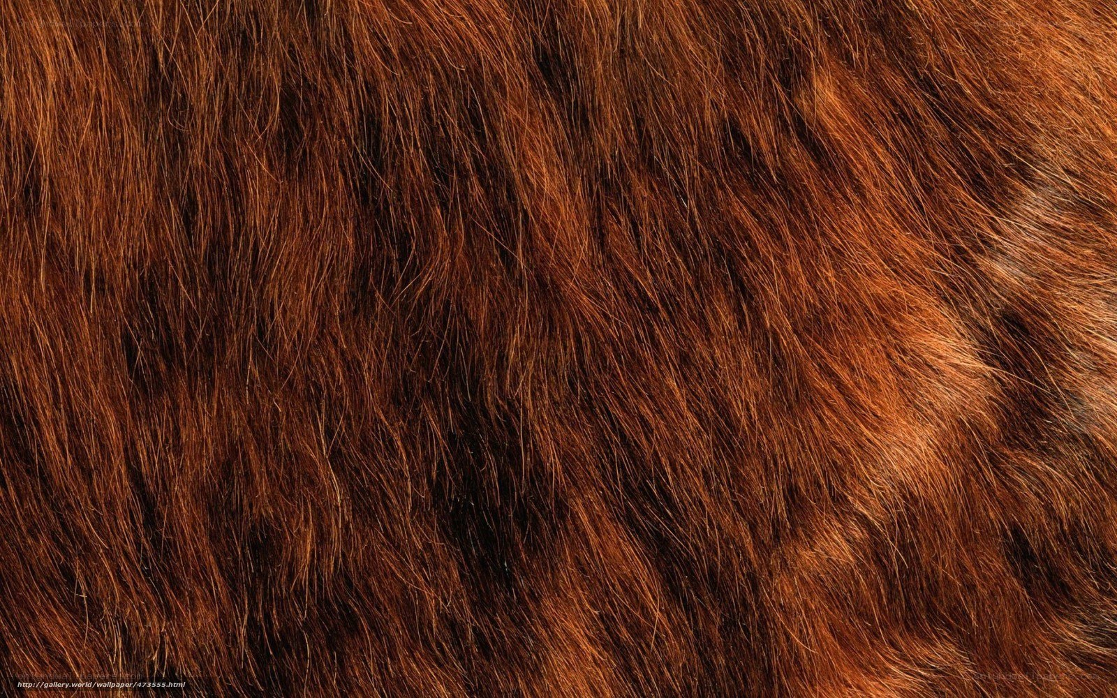 close-up of brown fur