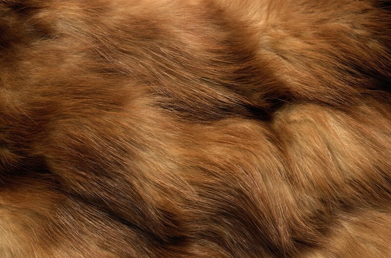 close-up of brown fur