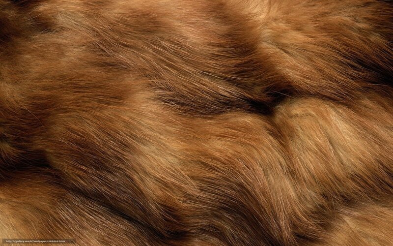 Close-up of Brown Fur — Neutral