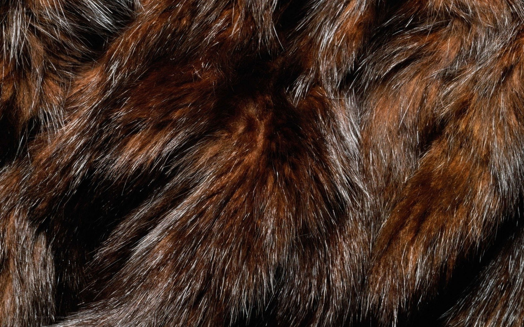 close-up of brown fur texture