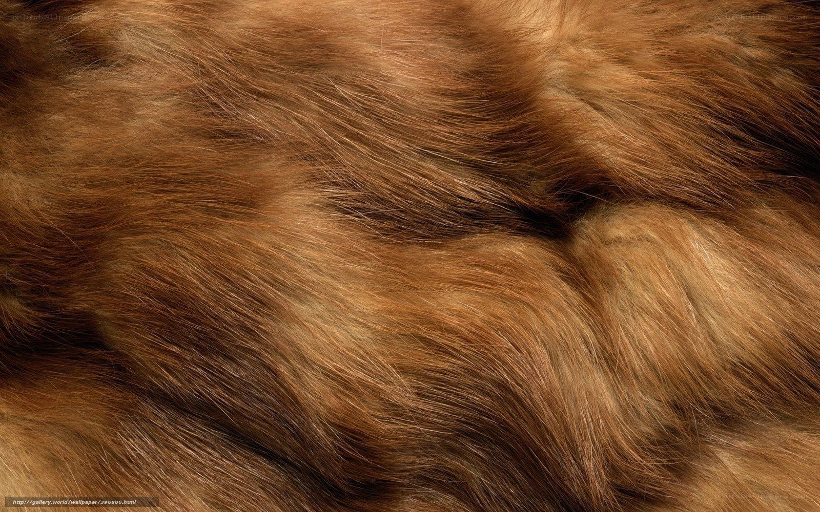 close-up of brown fur texture
