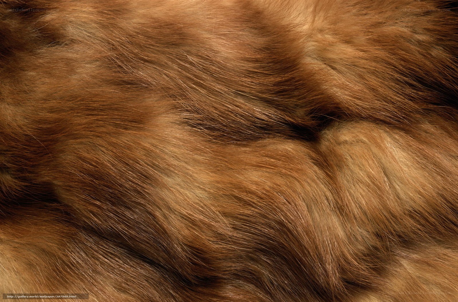 close-up of brown fur texture