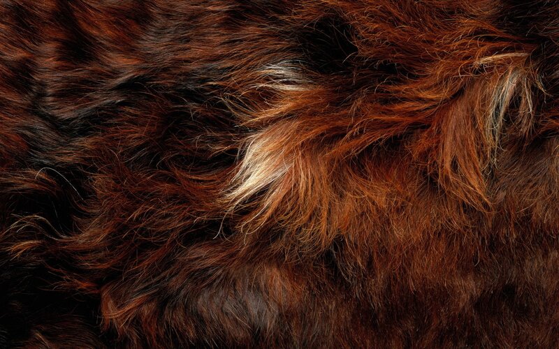 Close-up of Brown Fur — Textured