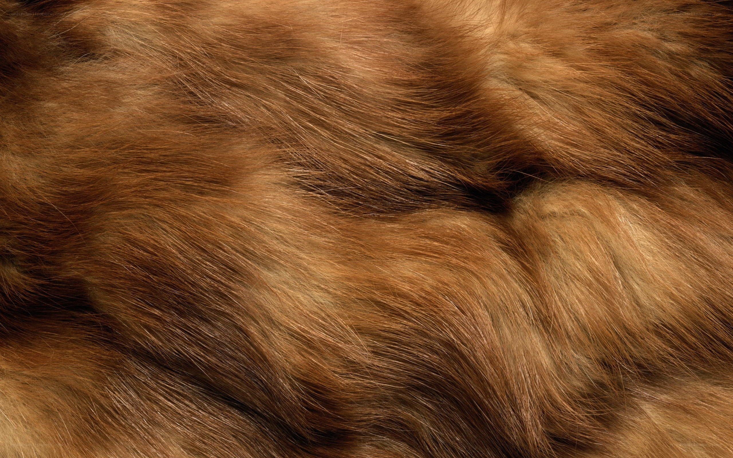 close-up of brown fur